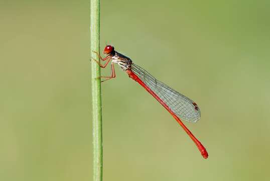 Image of small red damselfly