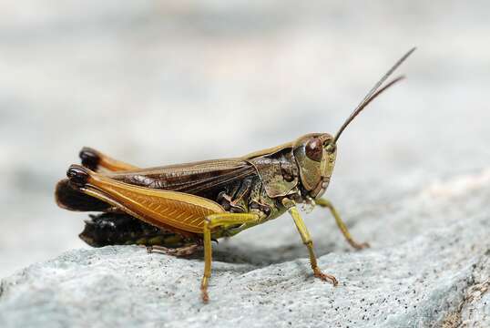 Image of Common green grasshopper