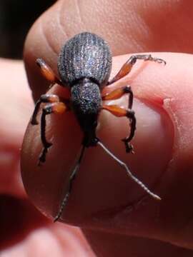 Image of Otiorhynchus (Otiorhynchus) cardiniger (Host 1789)