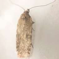 Imagem de Agonopterix pulvipennella Clemens 1864