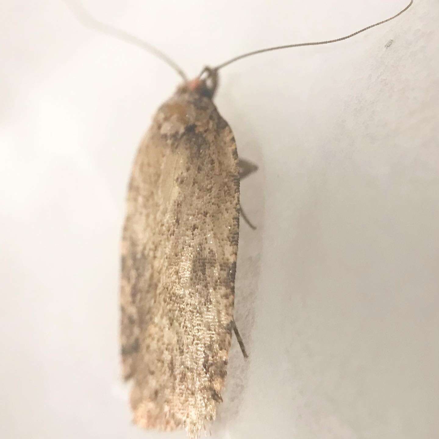 Image de Agonopterix pulvipennella Clemens 1864