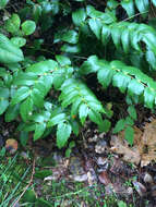 Image de Berberis nervosa Pursh