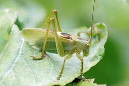 Image of upland green bush-cricket