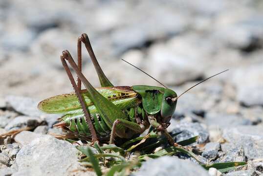 Image of Wart-biter cricket