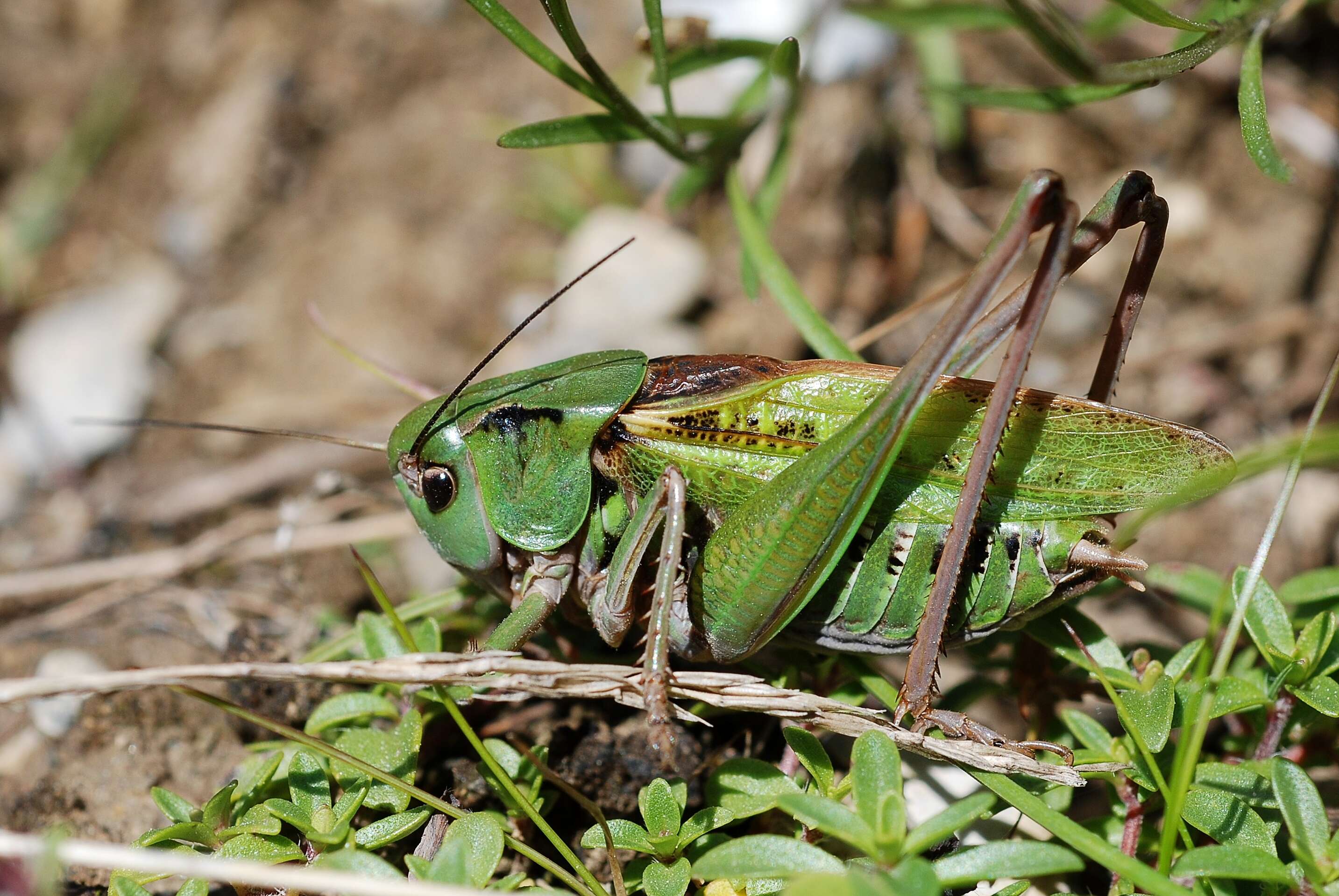 Image of Wart-biter cricket