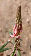 Plancia ëd Indigofera triquetra E. Mey.