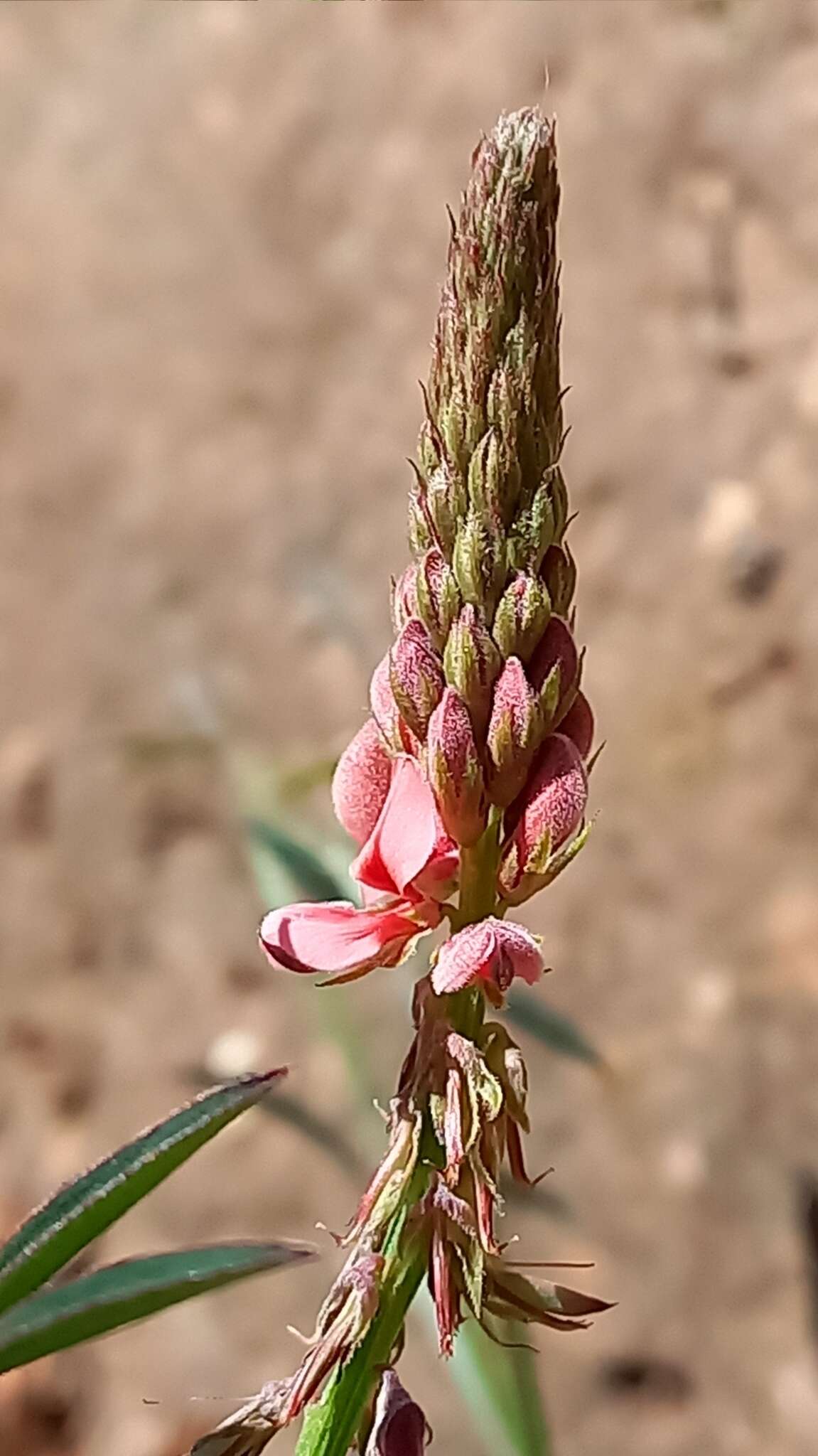 Plancia ëd Indigofera triquetra E. Mey.