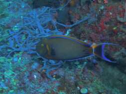 Image of Blackspot surgeonfish