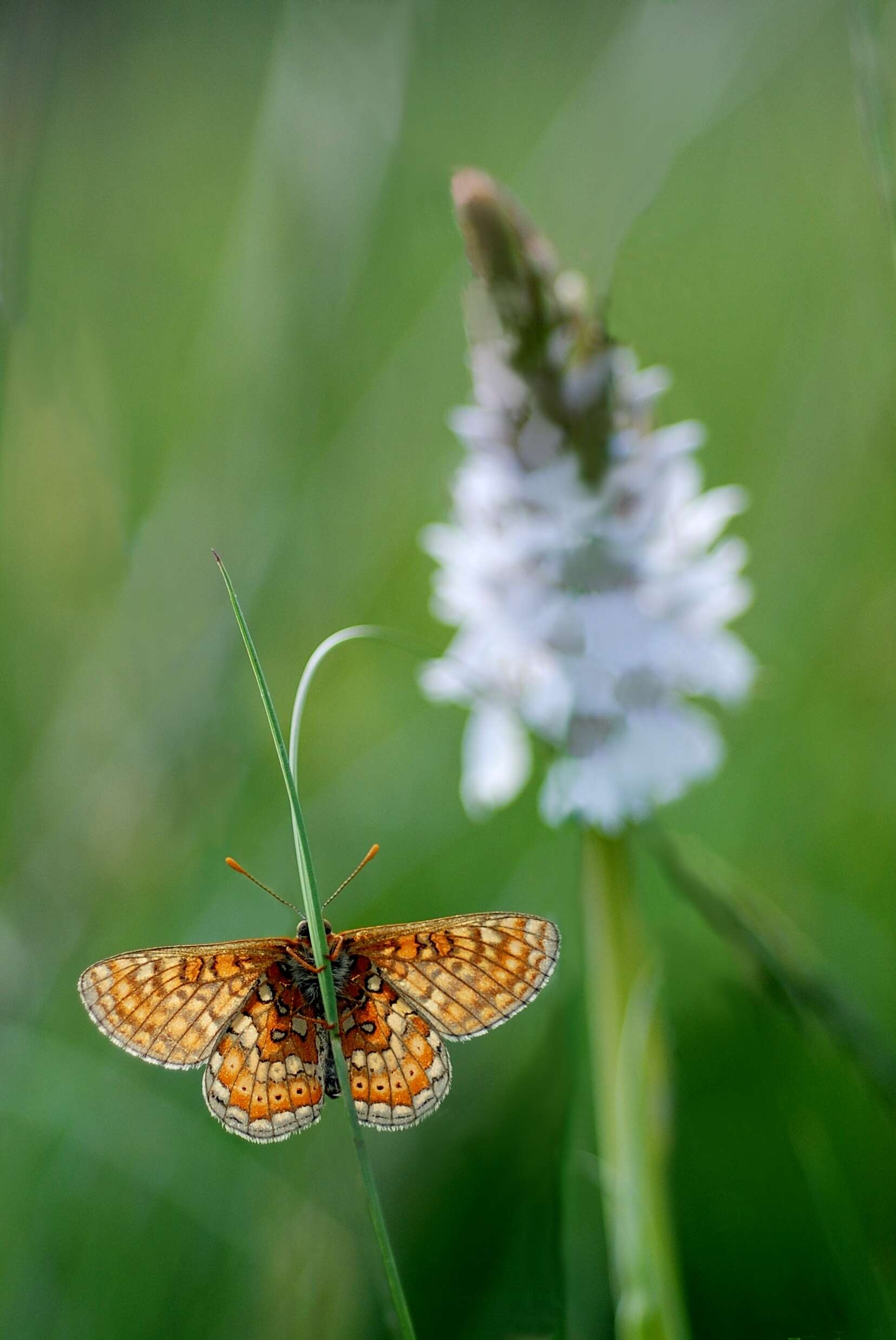 Image of Euphydryas aurinia