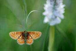 Image of Euphydryas aurinia