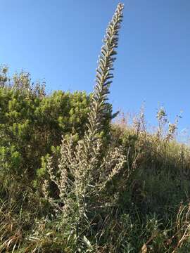 Image of Echium boissieri Steudel