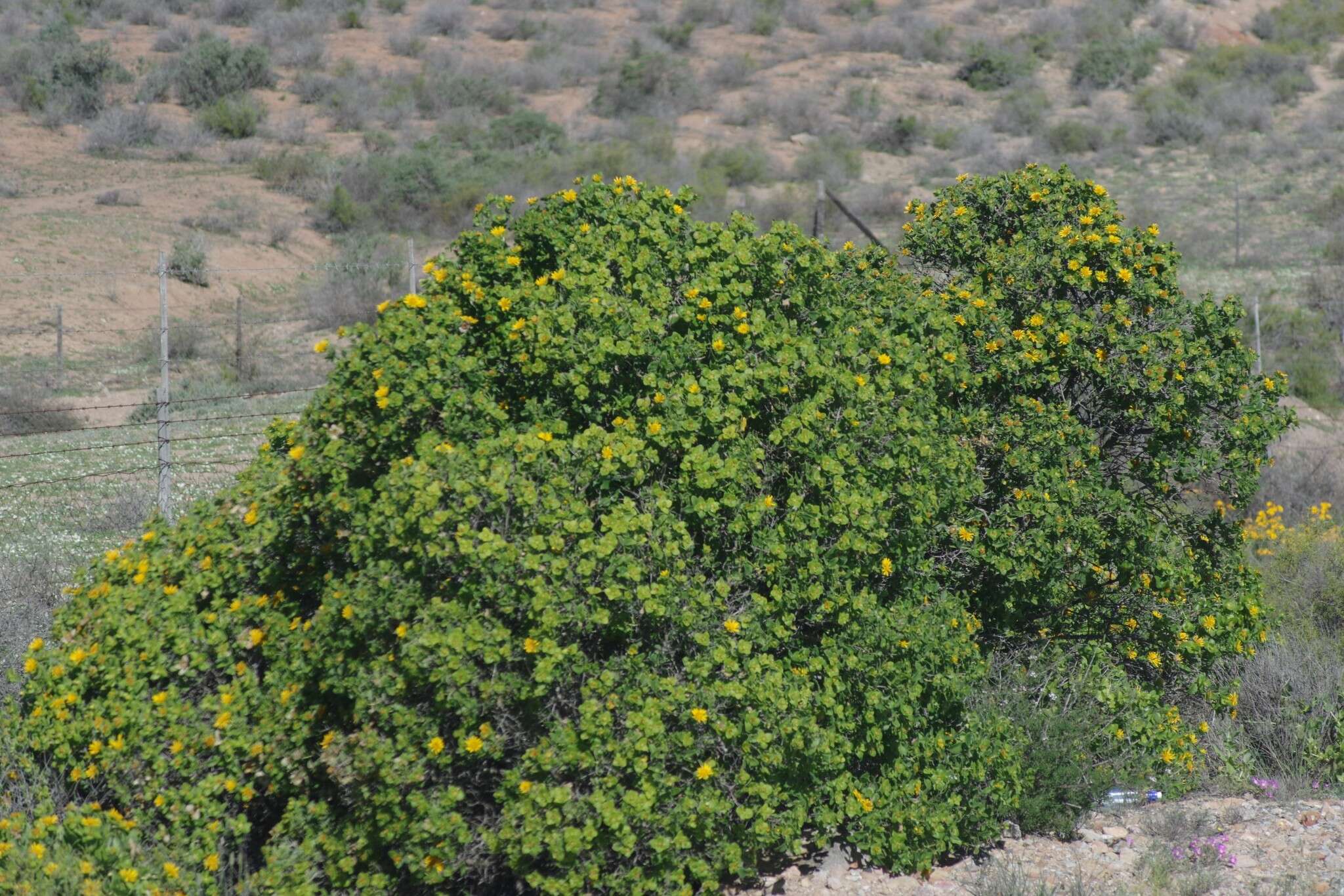 Image of Didelta spinosa (L. fil.) Ait.