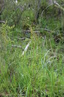 Image of Drosera macrantha Endl.