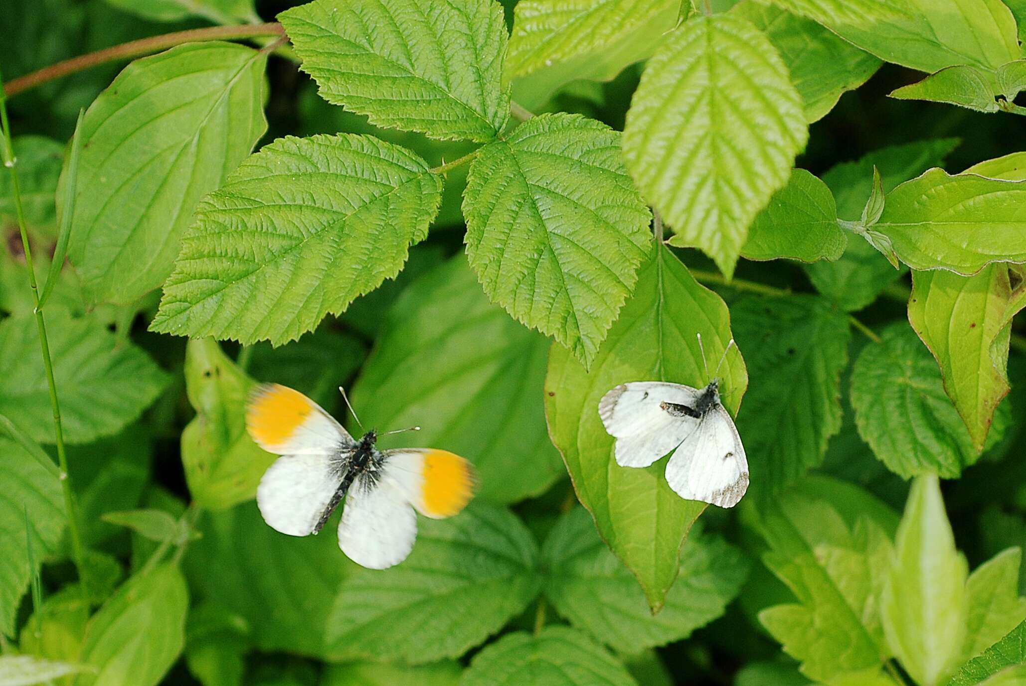 Image of orange tip