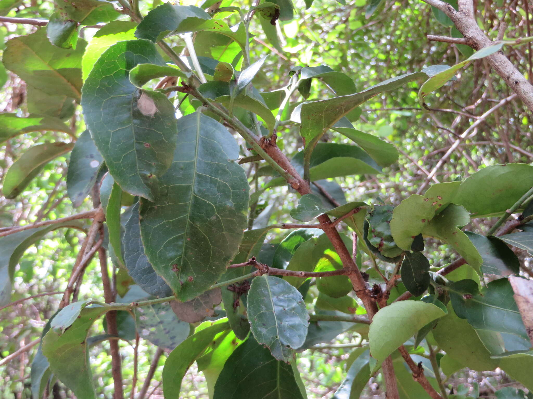 Image of Elaeodendron buchananii (Loes.) Loes.