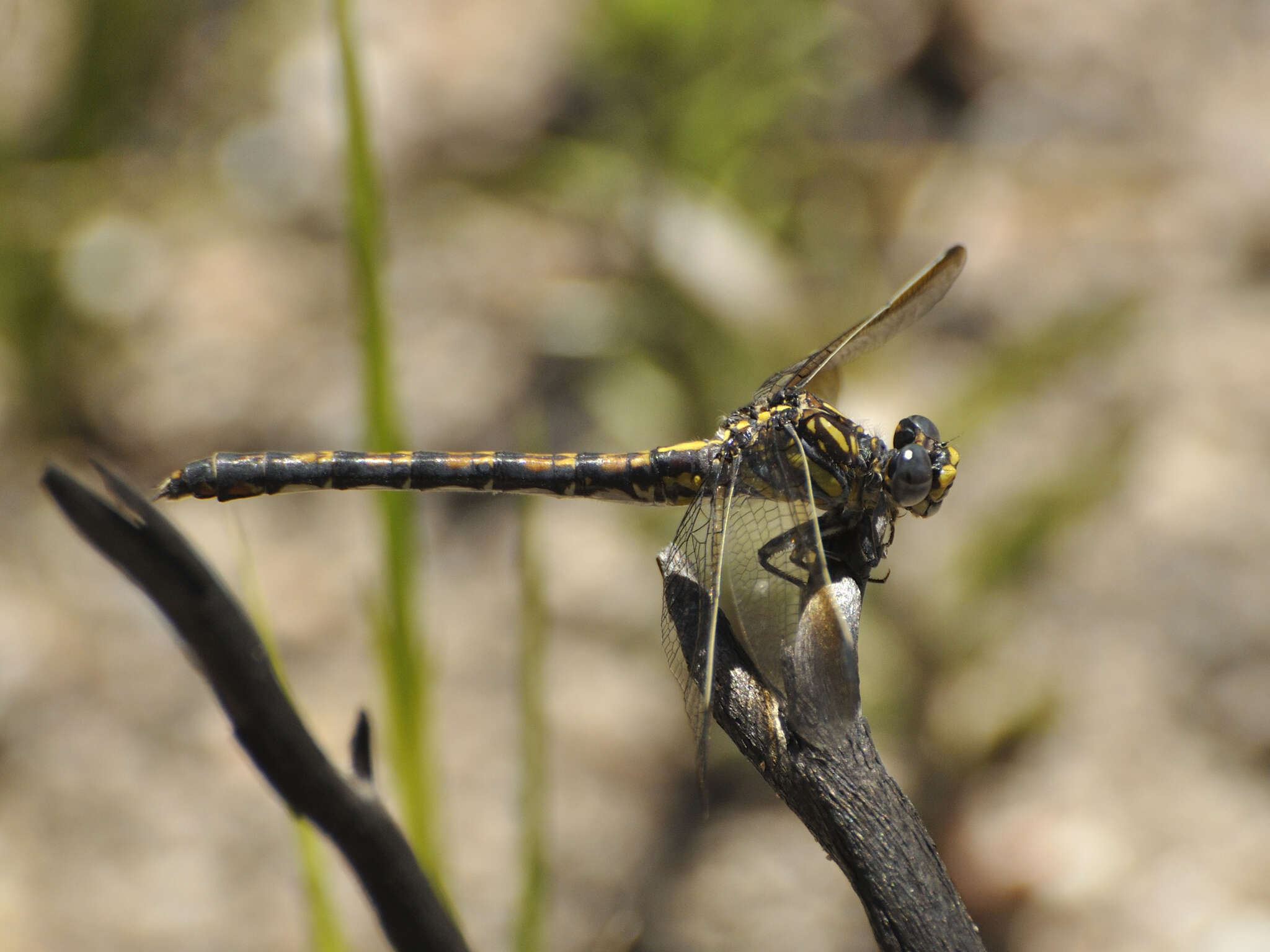 صورة Paragomphus cognatus (Rambur 1842)