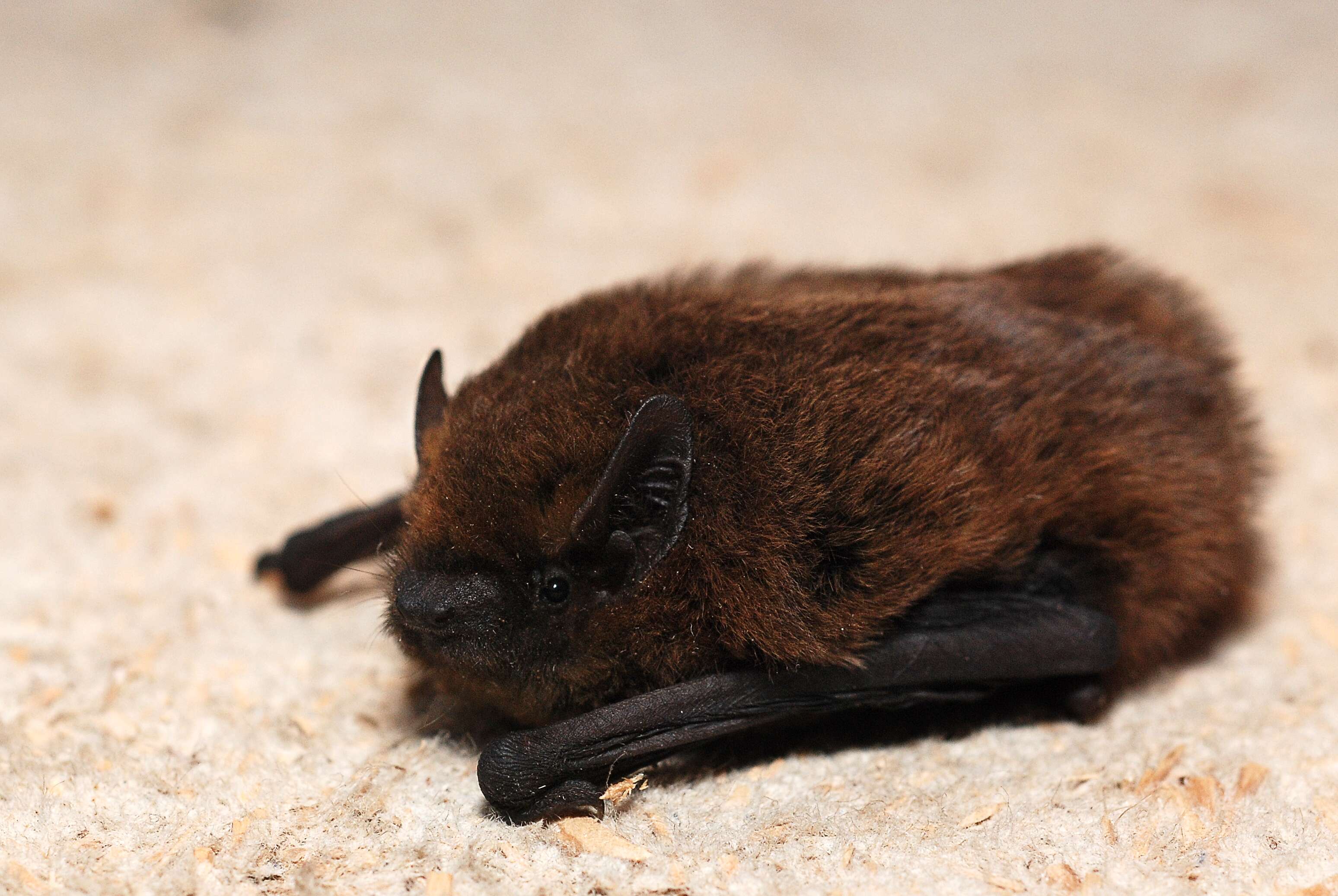 Image of pipistrelle, common pipistrelle