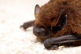 Image of pipistrelle, common pipistrelle