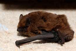 Image of pipistrelle, common pipistrelle