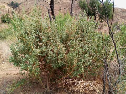 Imagem de Malacothamnus marrubioides (Dur. & Hilg.) Greene