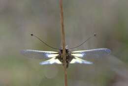 Image of Owly sulphur