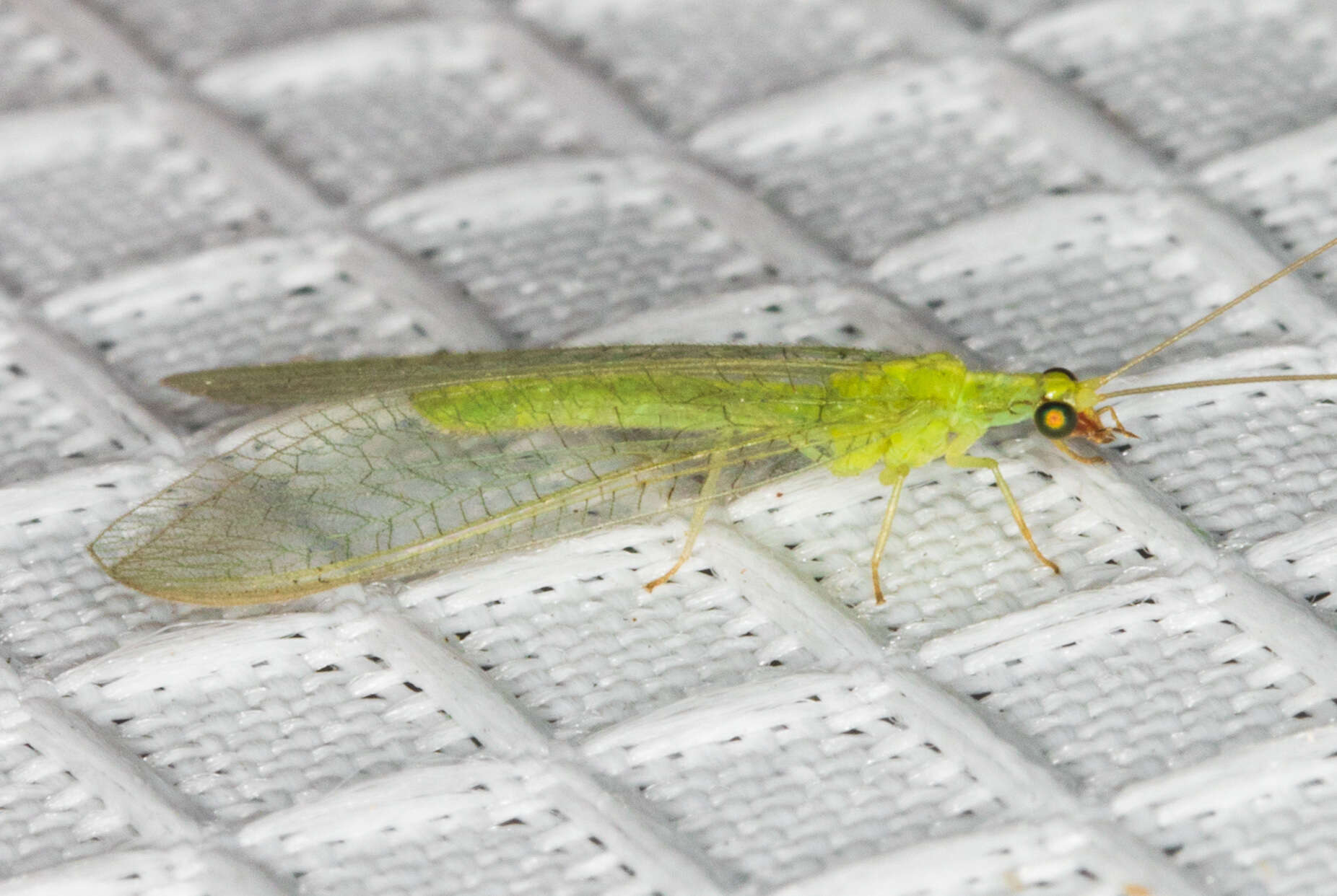 Image of Green lacewing