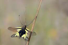 Image of Owly sulphur