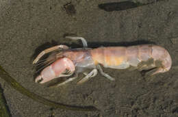 Bay Ghost Shrimp (Neotrypaea californiensis) · iNaturalist Canada