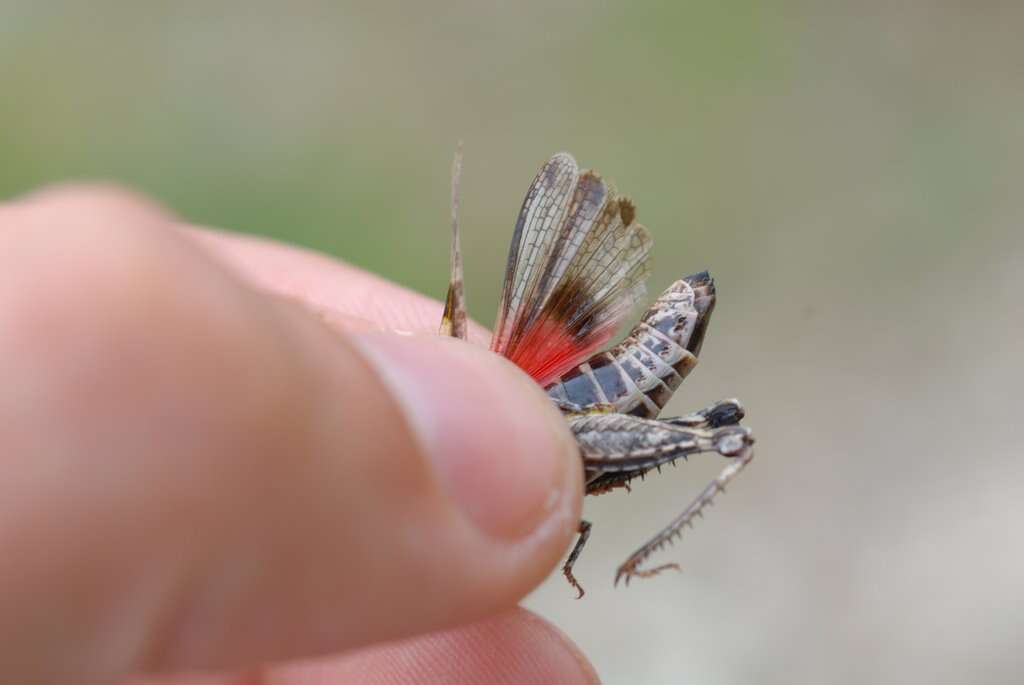 Acrotylus fischeri Azam 1901的圖片