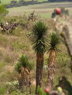 Image of Palma China yucca