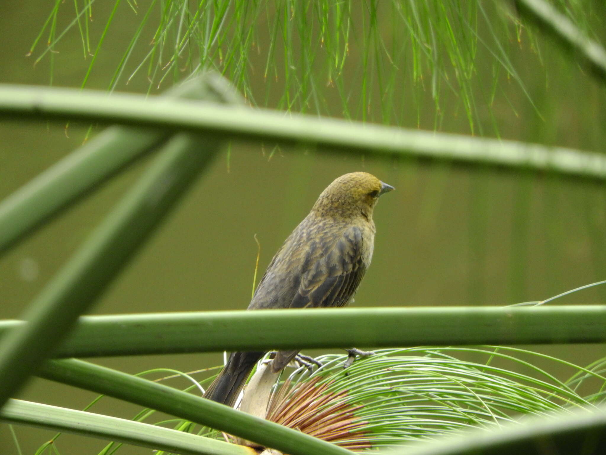 Image of Chestnut-capped Blackbird