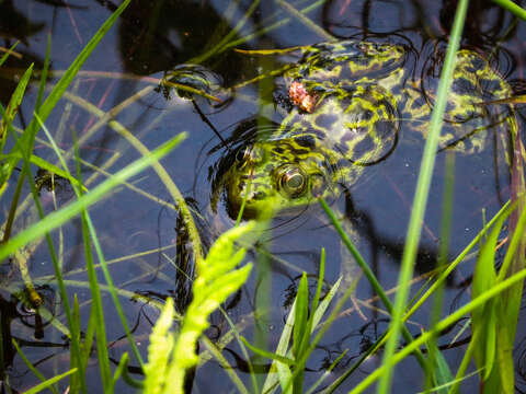 Image of Mink Frog