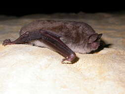 Plancia ëd Myotis daubentonii (Kuhl 1817)