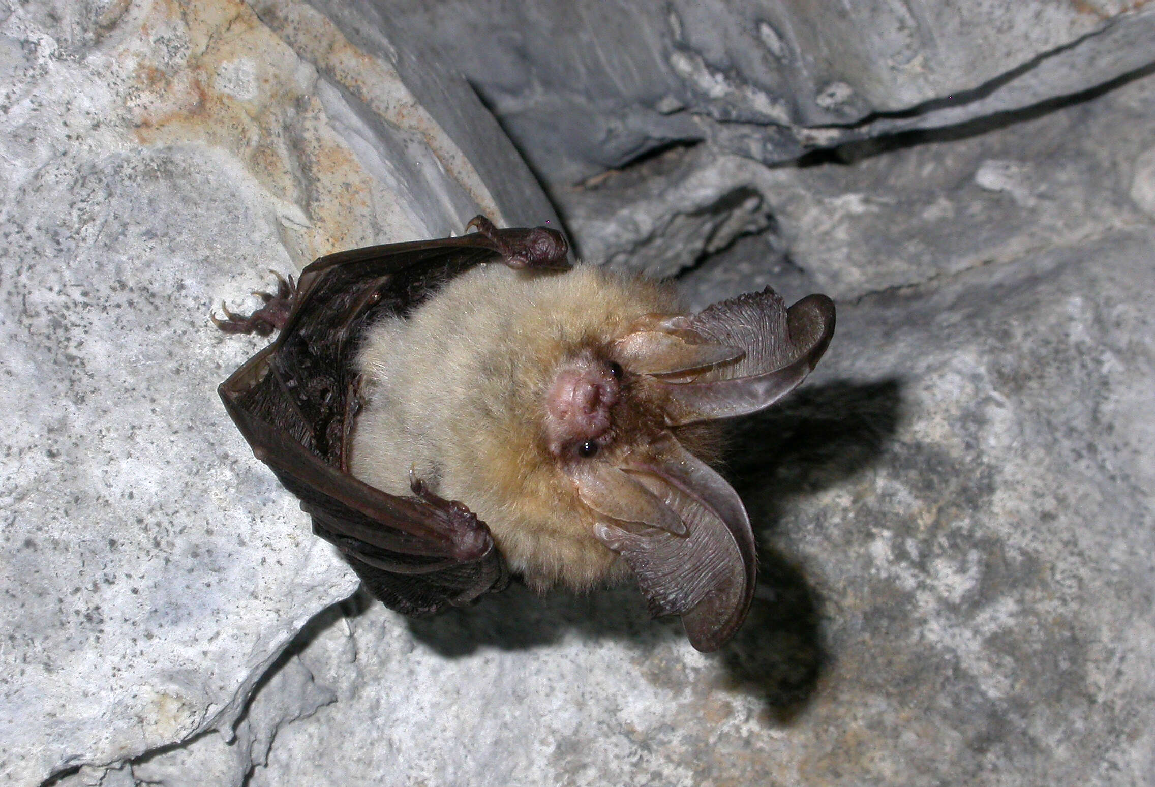 Image of Brown long-eared bat