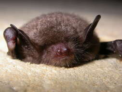 Imagem de Myotis daubentonii (Kuhl 1817)