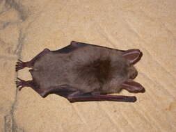 Image of Greater Mouse-eared Bat