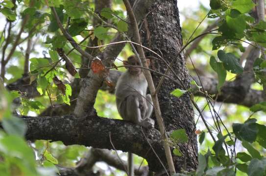 Image of Bonnet Macaque