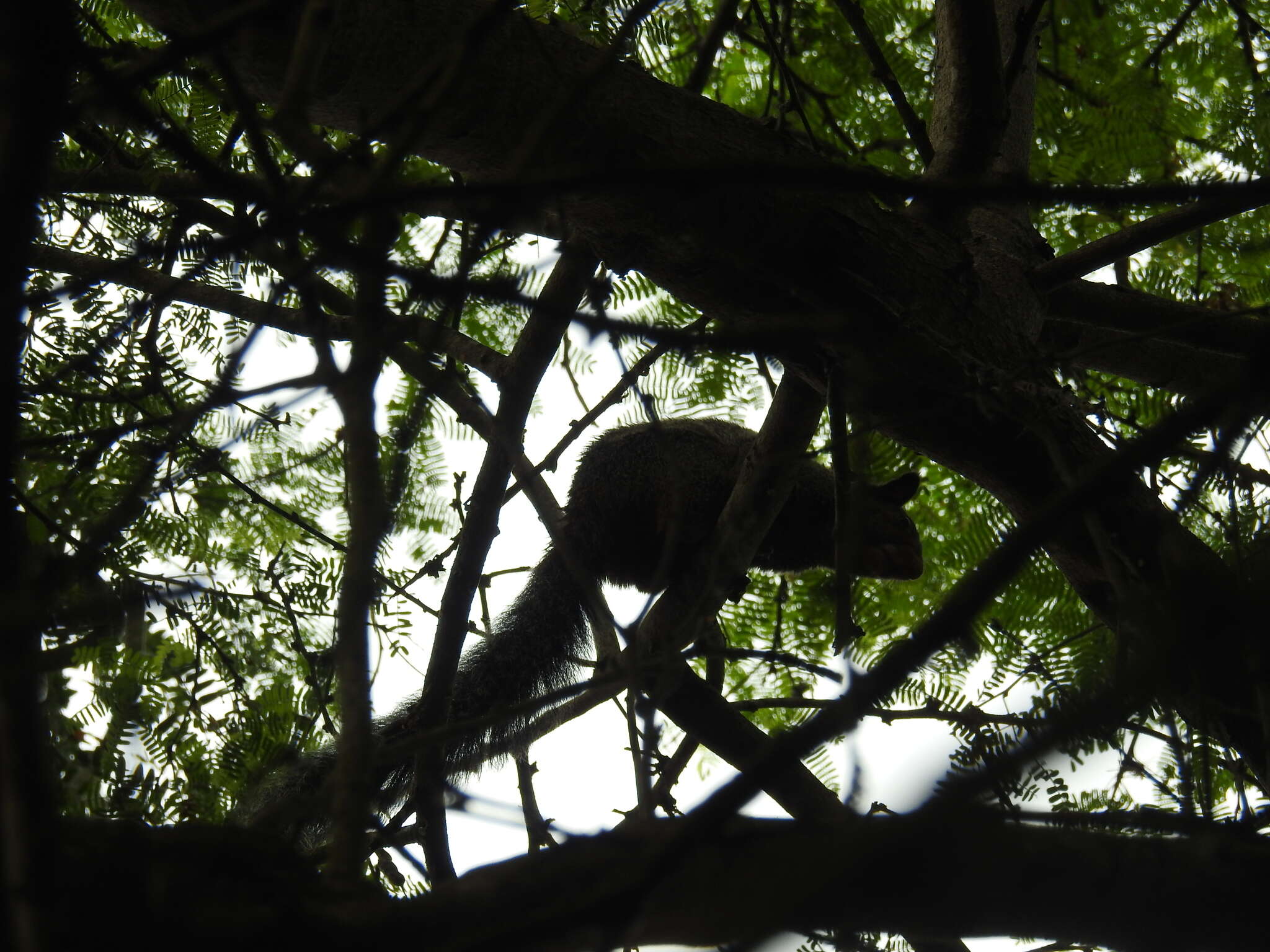 Image of Guayaquil Squirrel