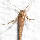 Image of Stathmopoda cephalaea Meyrick 1897