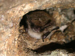 Image of whiskered bat, european whiskered bat