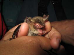 Image of Natterer's Bat