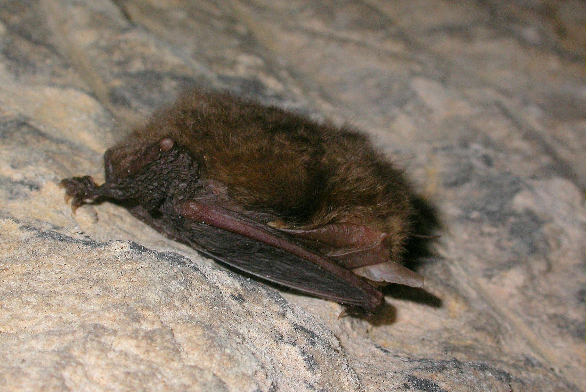 Image of Brown long-eared bat