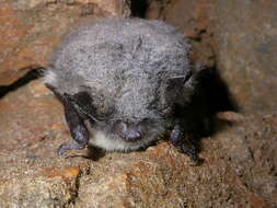 Image of whiskered bat, european whiskered bat