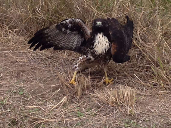 Geranoaetus albicaudatus (Vieillot 1816) resmi