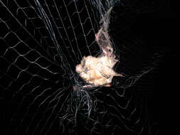 Image of Greater Horseshoe Bat