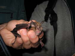 Image of Greater Horseshoe Bat