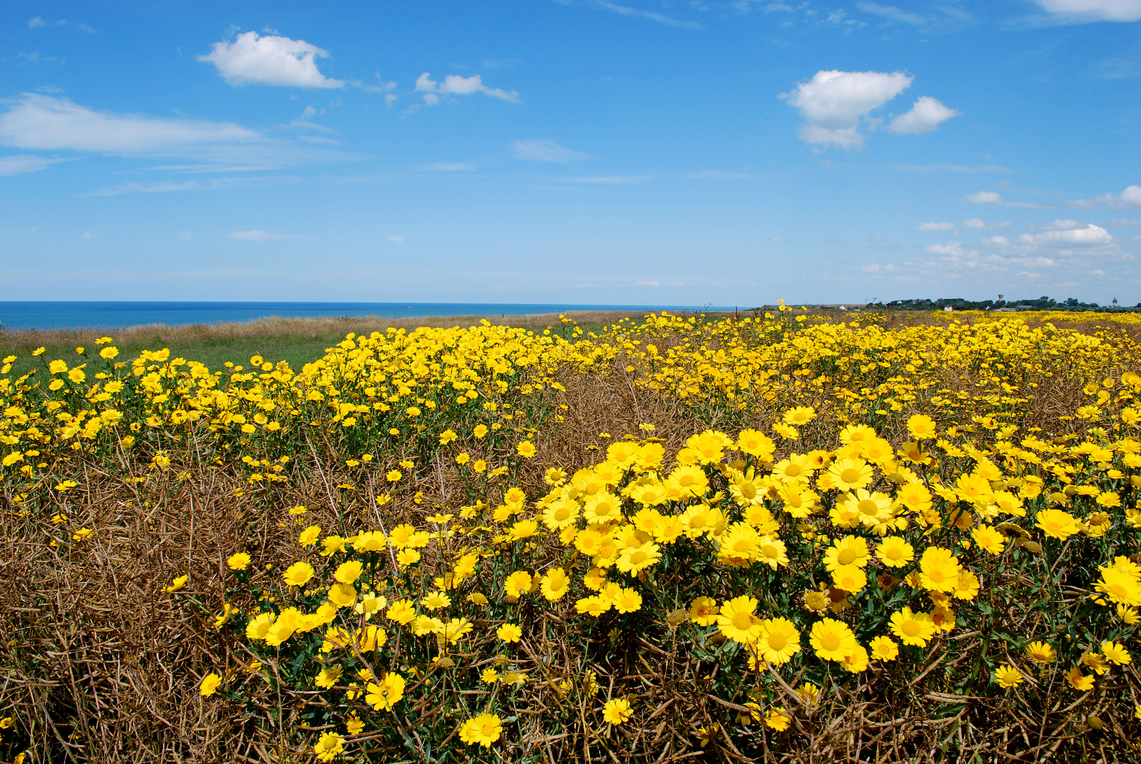 Image of corndaisy