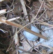 Image of Wolf spider