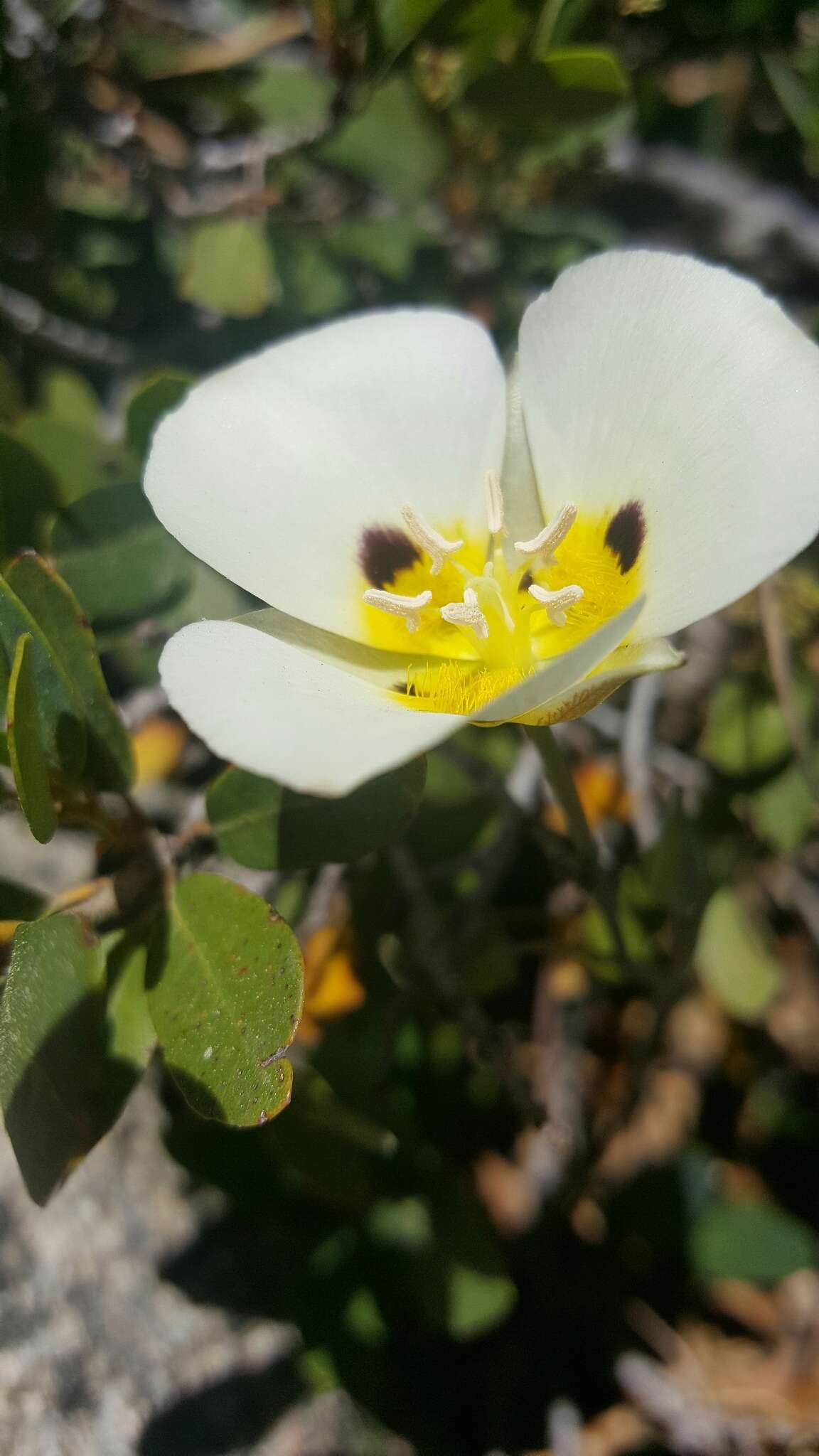 Image de Calochortus leichtlinii Hook. fil.