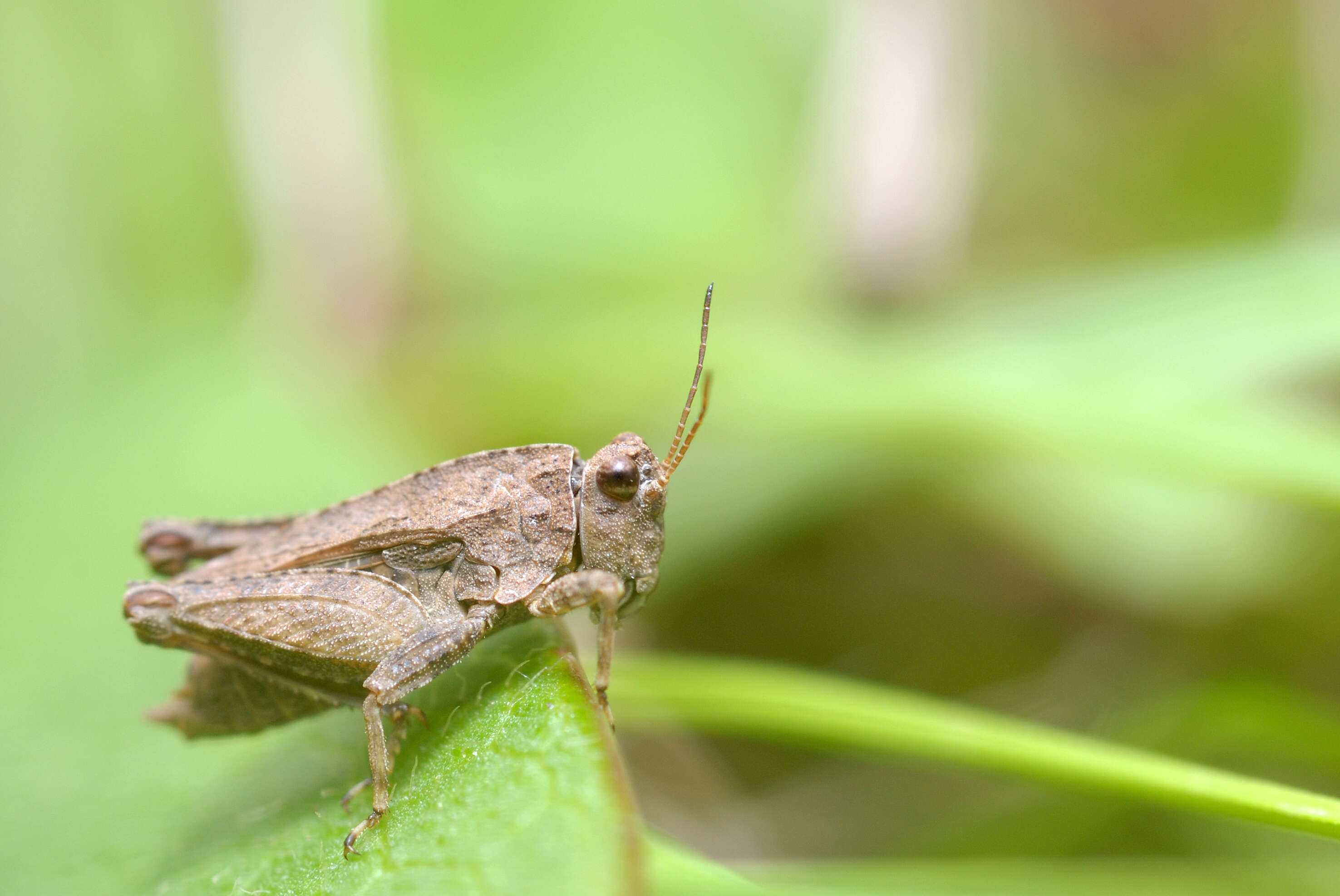 Tetrix tenuicornis (Sahlberg 1891)的圖片